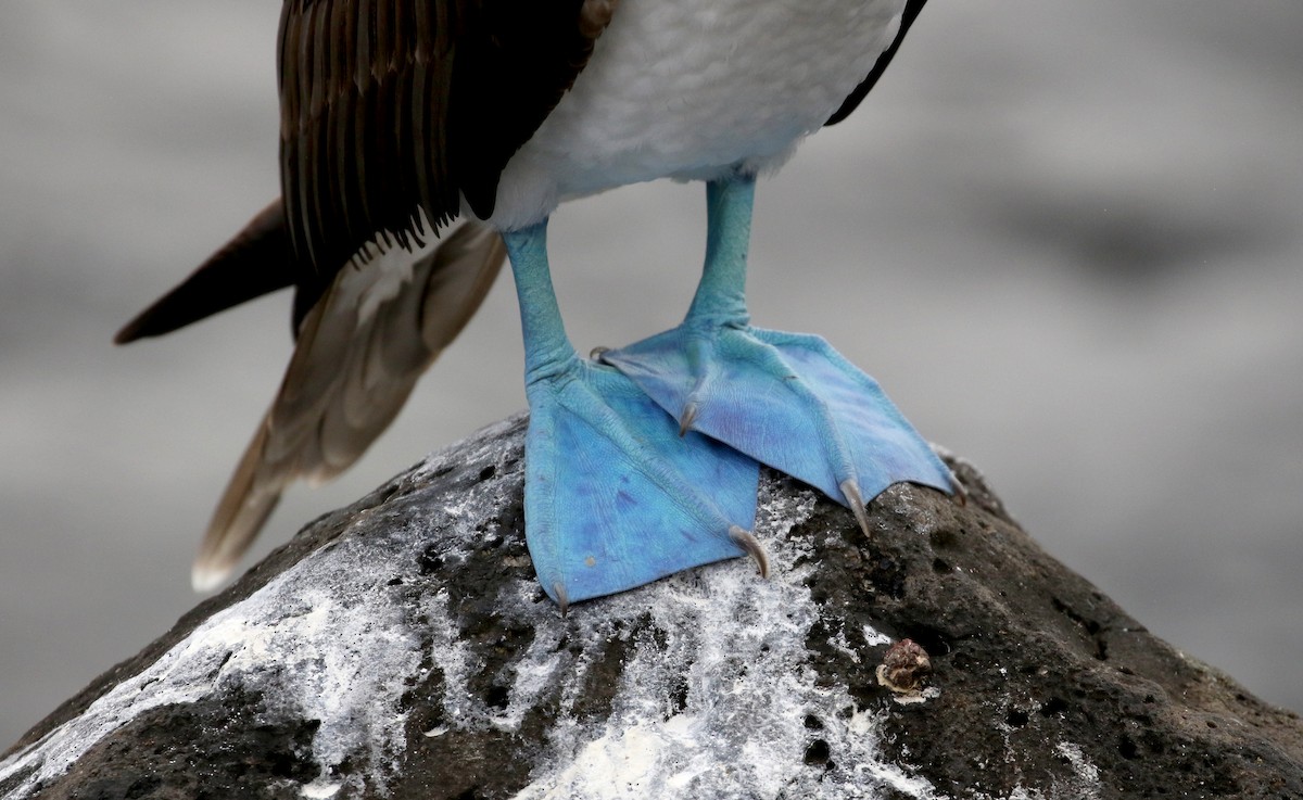Blue-footed Booby - ML185788221