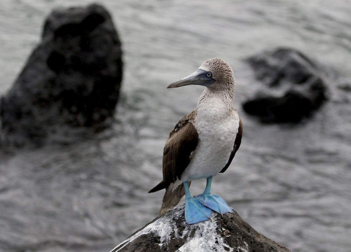Blue-footed Booby - ML185788291
