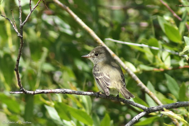 Willow Flycatcher