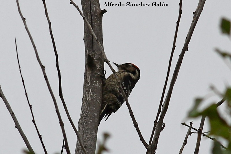 Lesser Spotted Woodpecker - ML185790821
