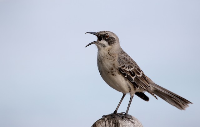 サンクリストバルマネシツグミ Ebird