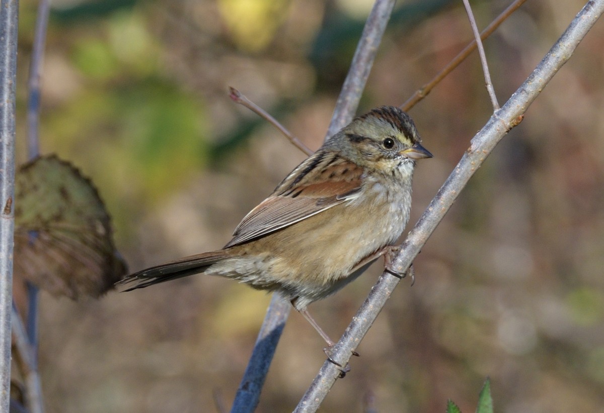 Swamp Sparrow - ML185796291
