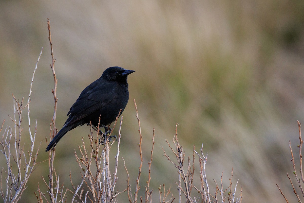 Austral Blackbird - Fabián Guerrero