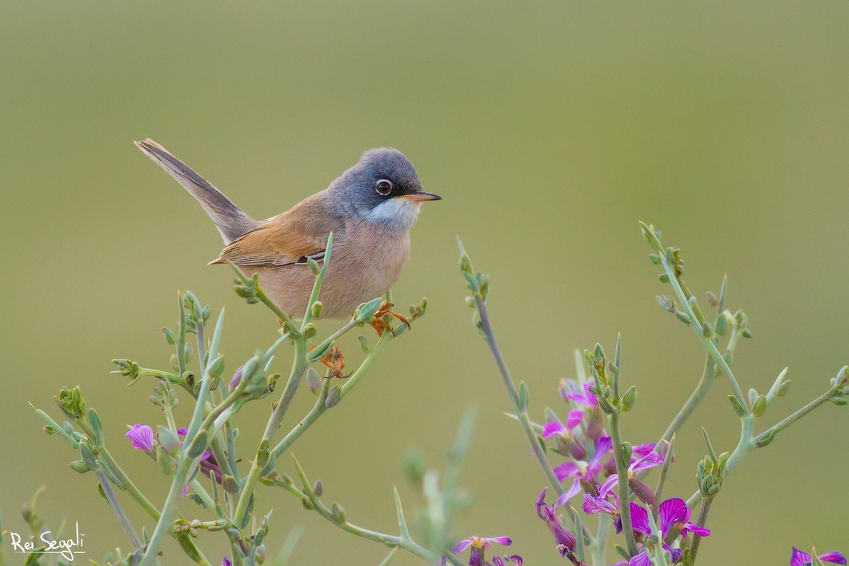 Spectacled Warbler - ML185798741