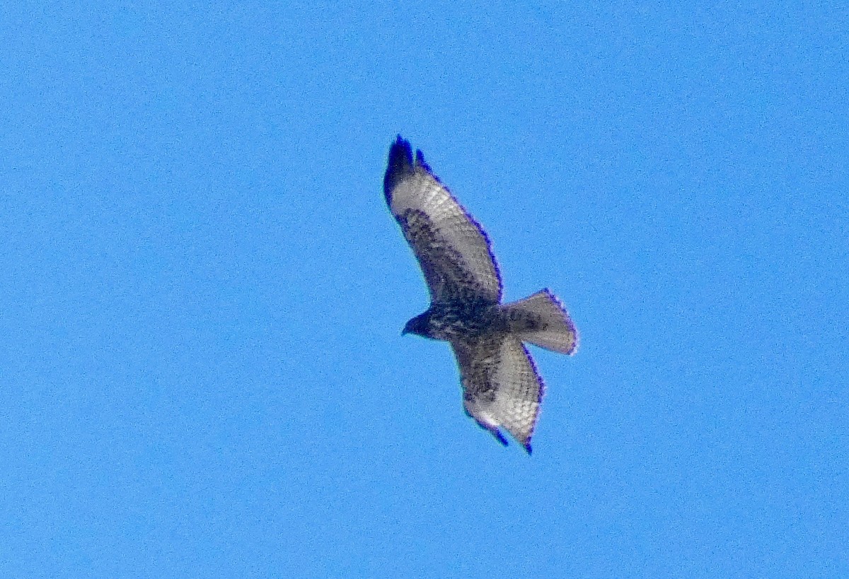 Red-tailed Hawk - ML185801741