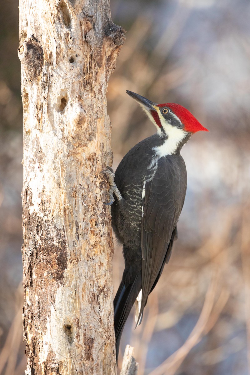 Pileated Woodpecker - ML185801801