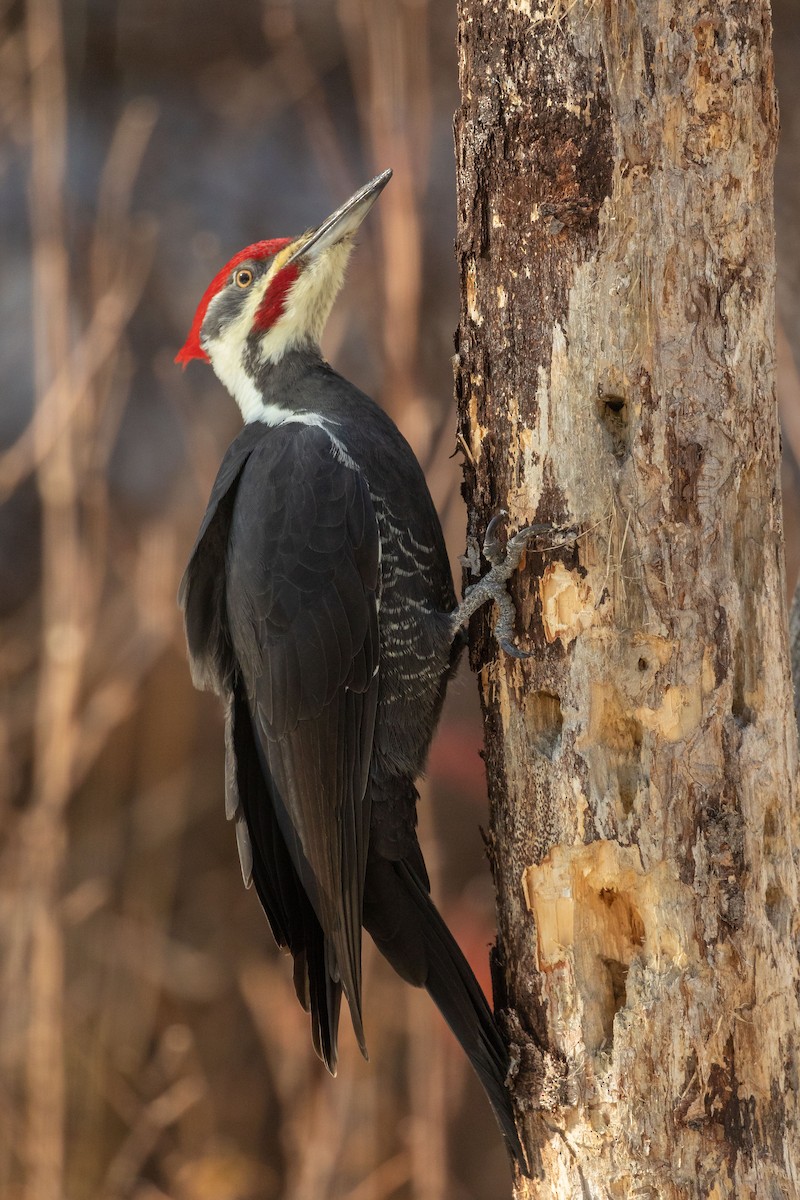 Pileated Woodpecker - ML185801811
