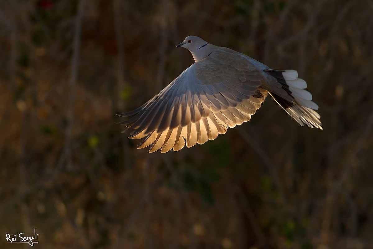 Eurasian Collared-Dove - Rei Segali