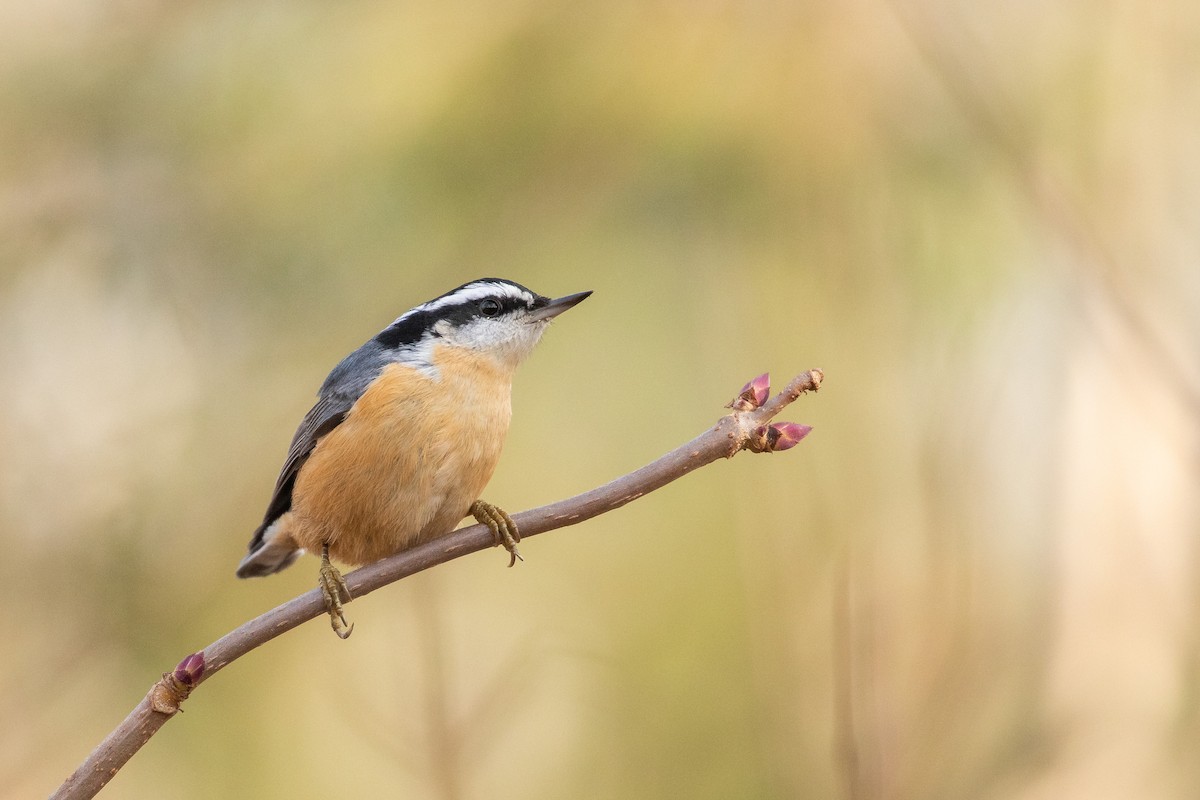 Red-breasted Nuthatch - ML185802781