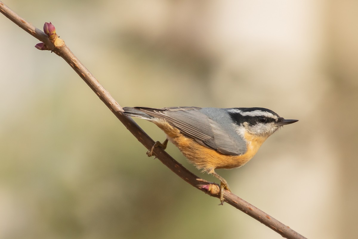Red-breasted Nuthatch - ML185802791