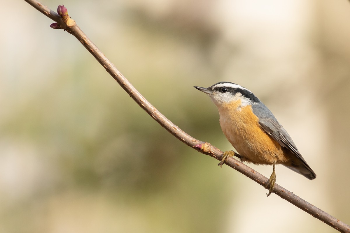 Red-breasted Nuthatch - ML185802801
