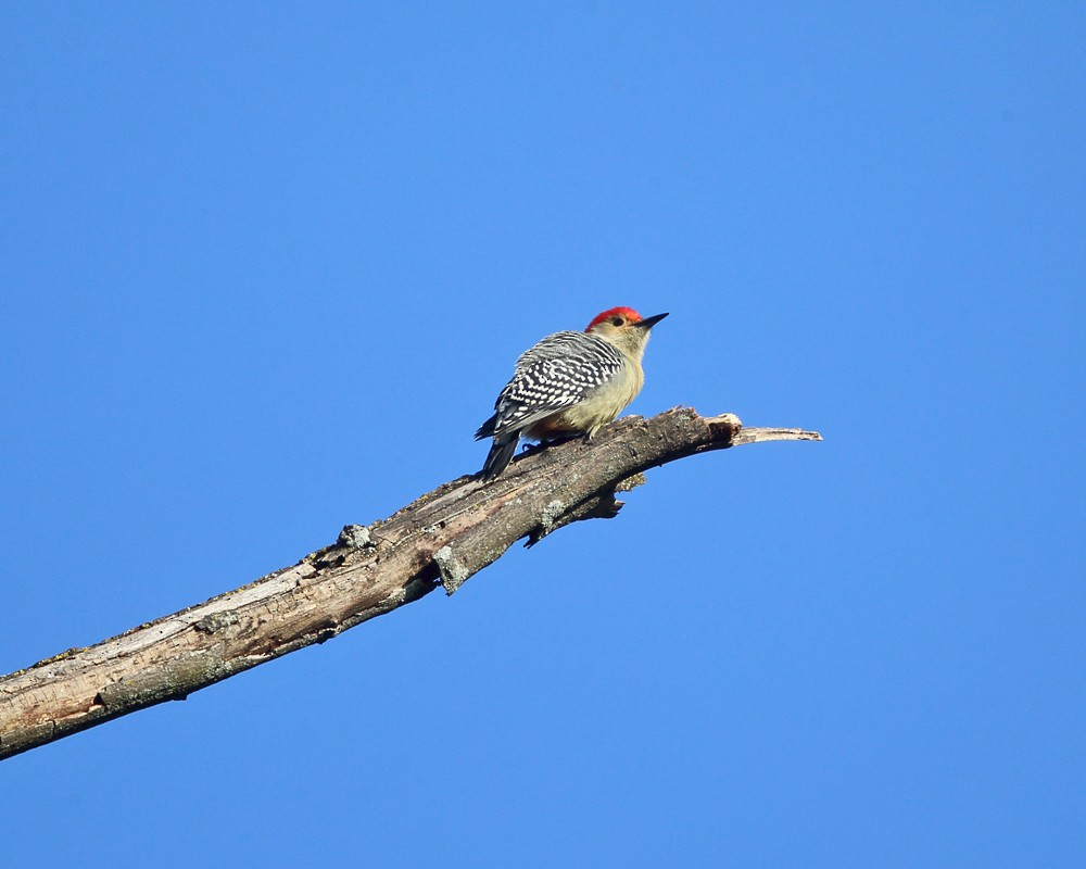 Red-bellied Woodpecker - Tom Murray
