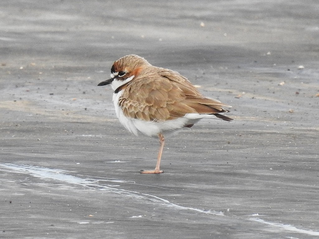 Collared Plover - Richard Garrigues