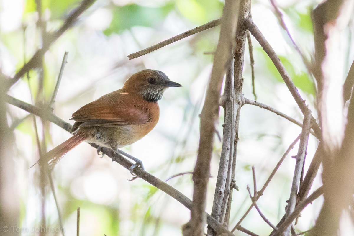 Hoary-throated Spinetail - ML185812421