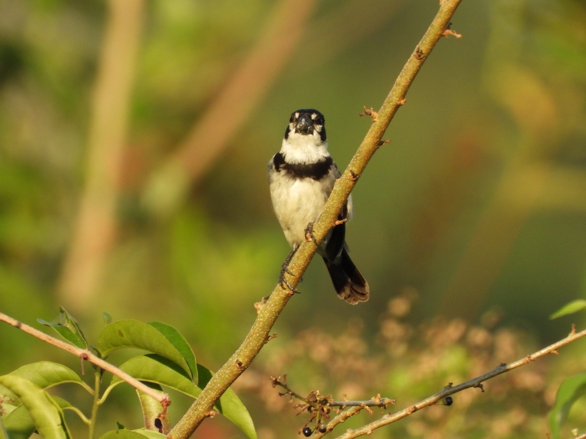 Rusty-collared Seedeater - ML185814551