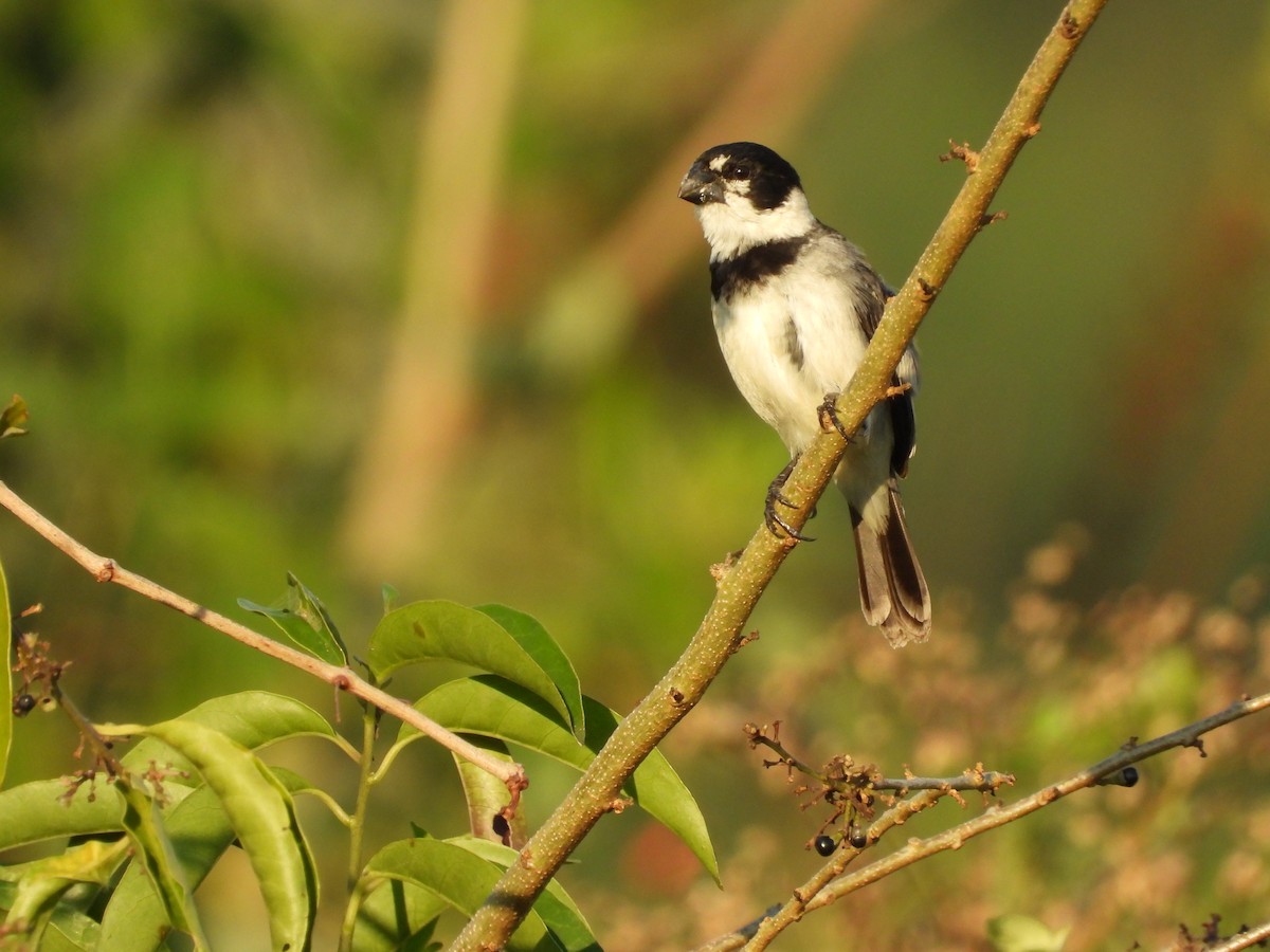 Rusty-collared Seedeater - ML185814601
