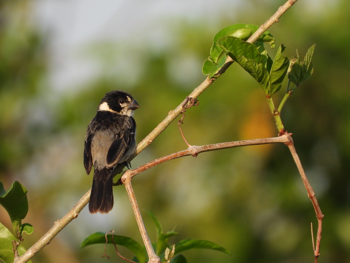 Rusty-collared Seedeater - ML185814691