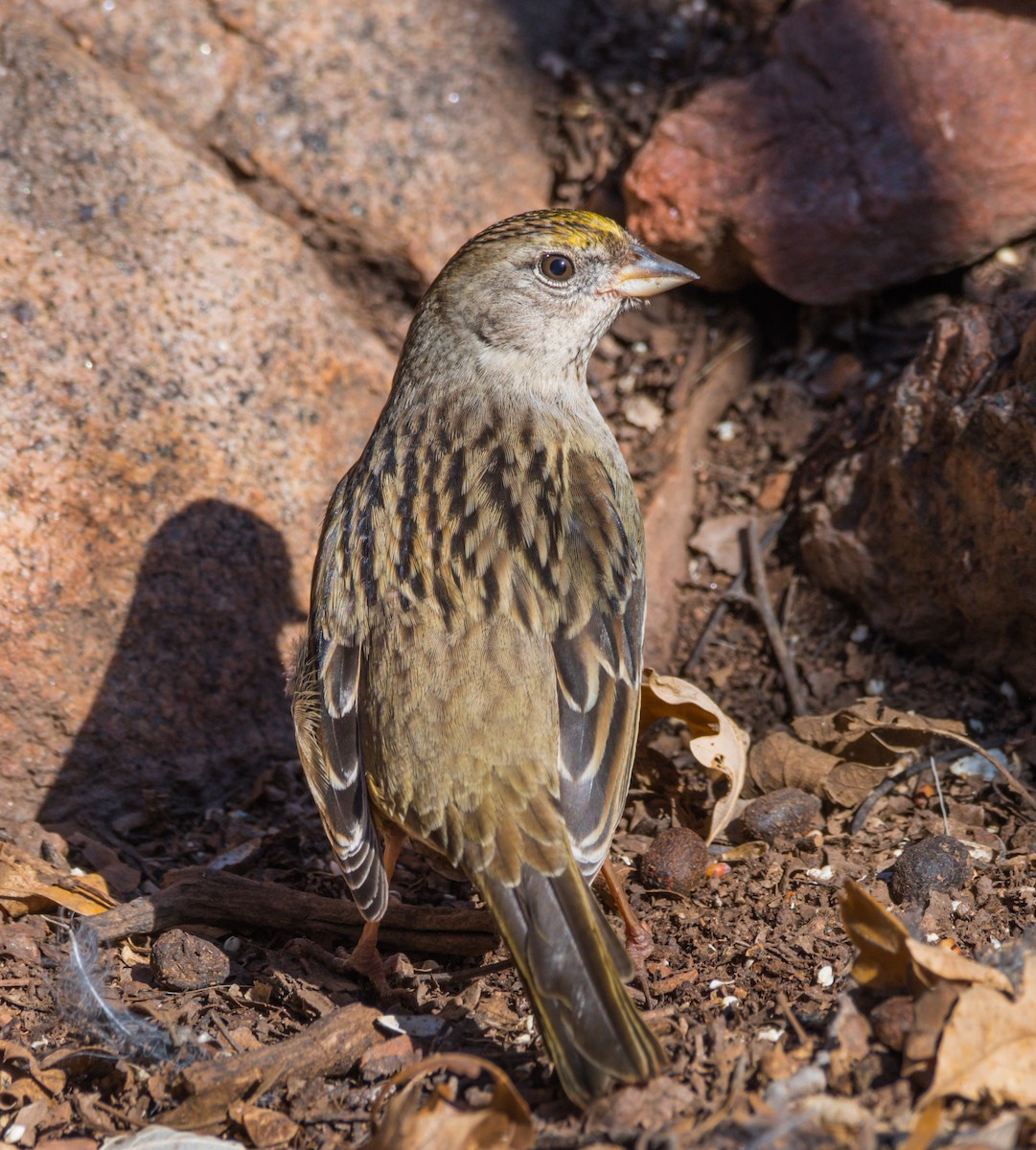 Golden-crowned Sparrow - ML185815321