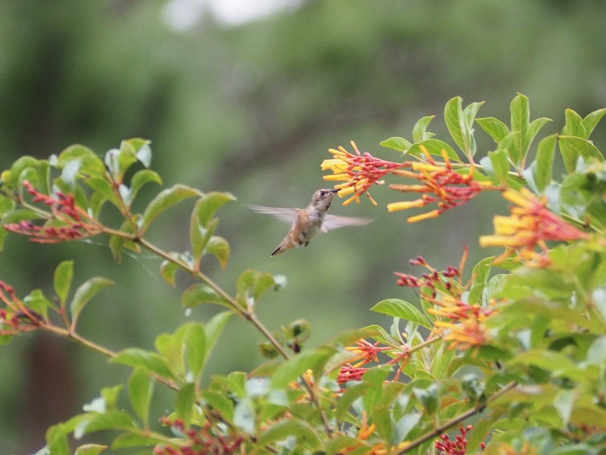 Rufous Hummingbird - ML185816941