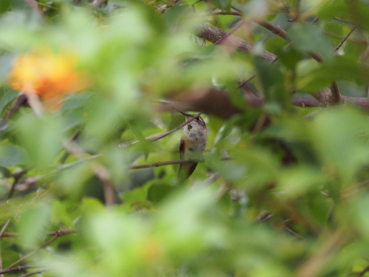 Rufous Hummingbird - ML185816971