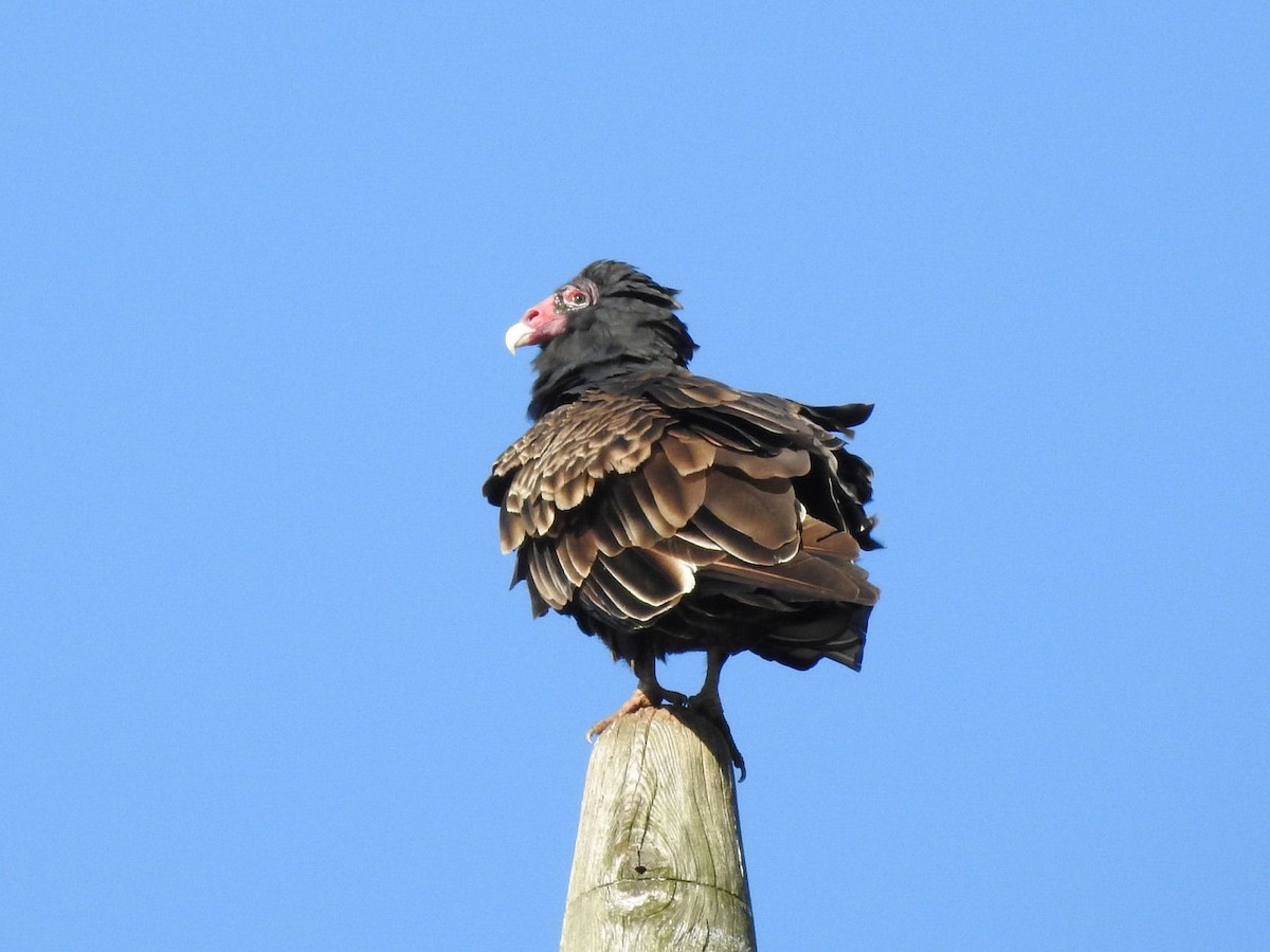 Turkey Vulture - Nancy Burns