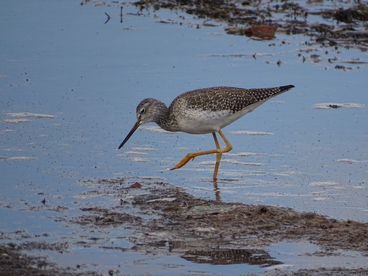 Greater Yellowlegs - Kevin Williams