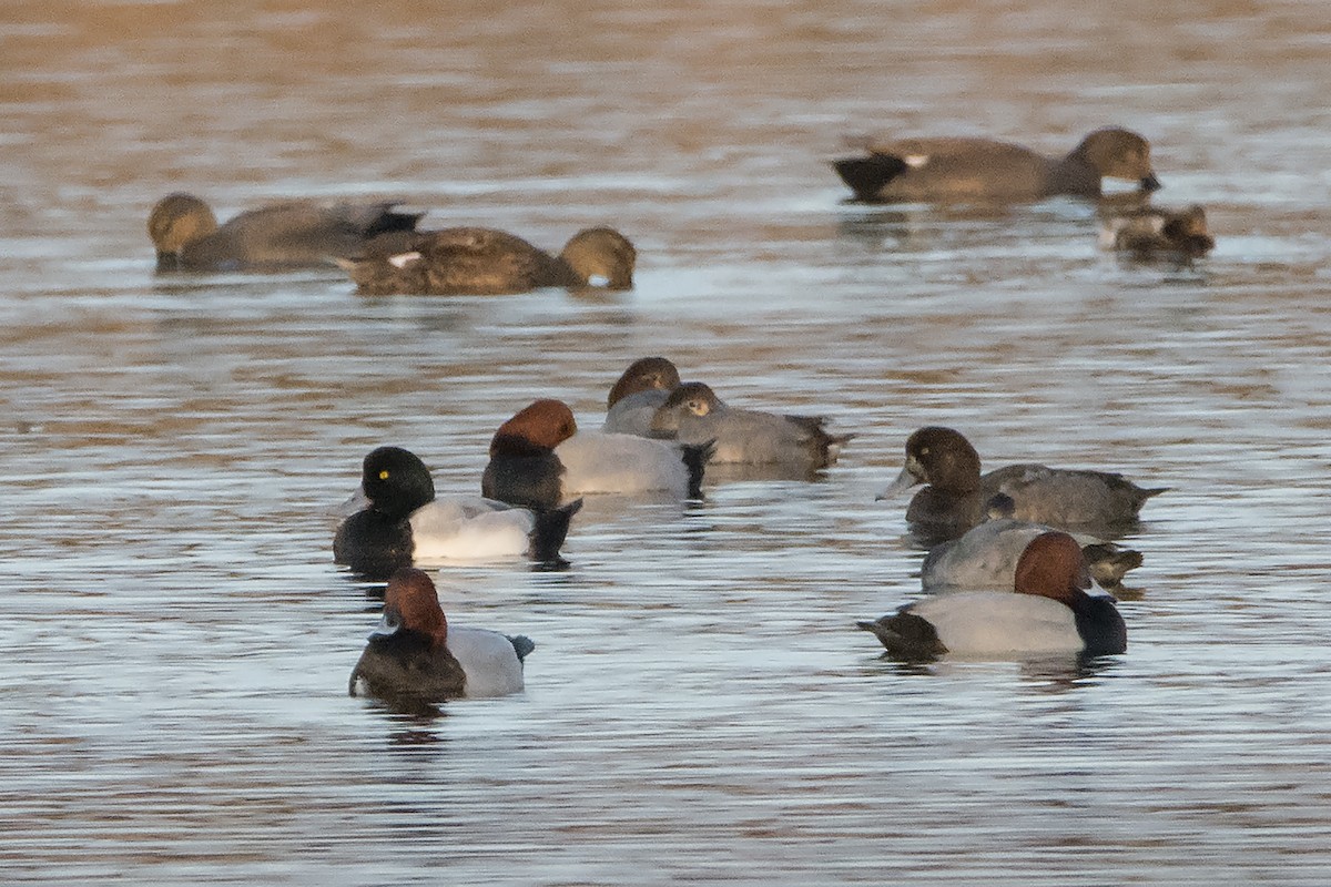 Greater Scaup - Miguel Rouco