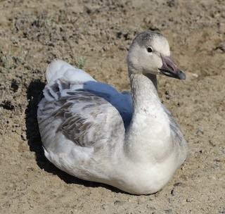 Snow Goose, ML185825361