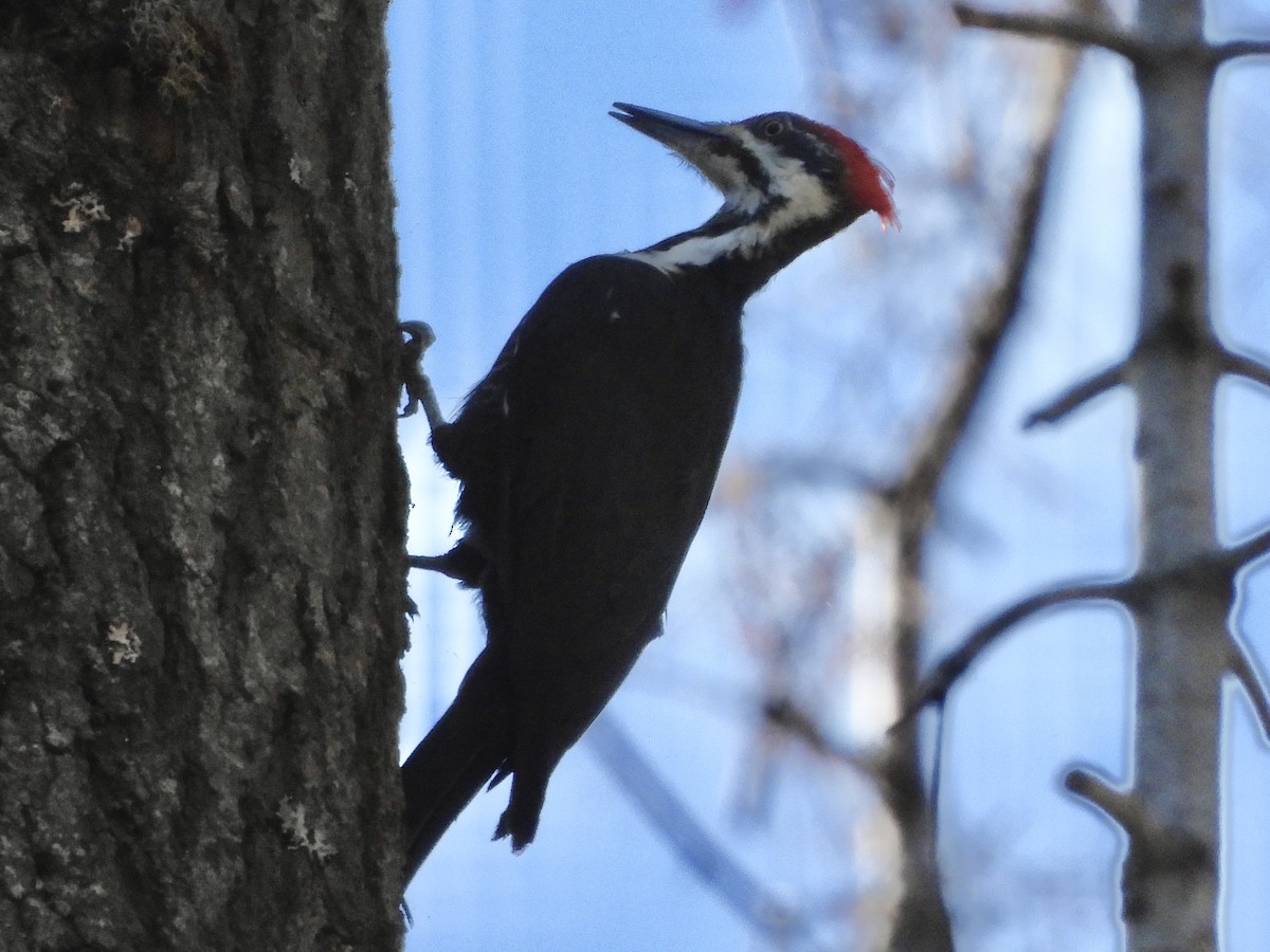 Pileated Woodpecker - George Folsom