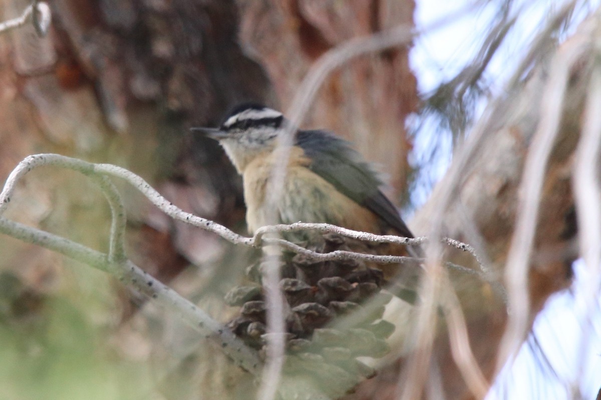 Red-breasted Nuthatch - ML185826621