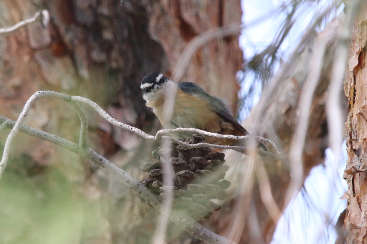 Red-breasted Nuthatch - ML185826631