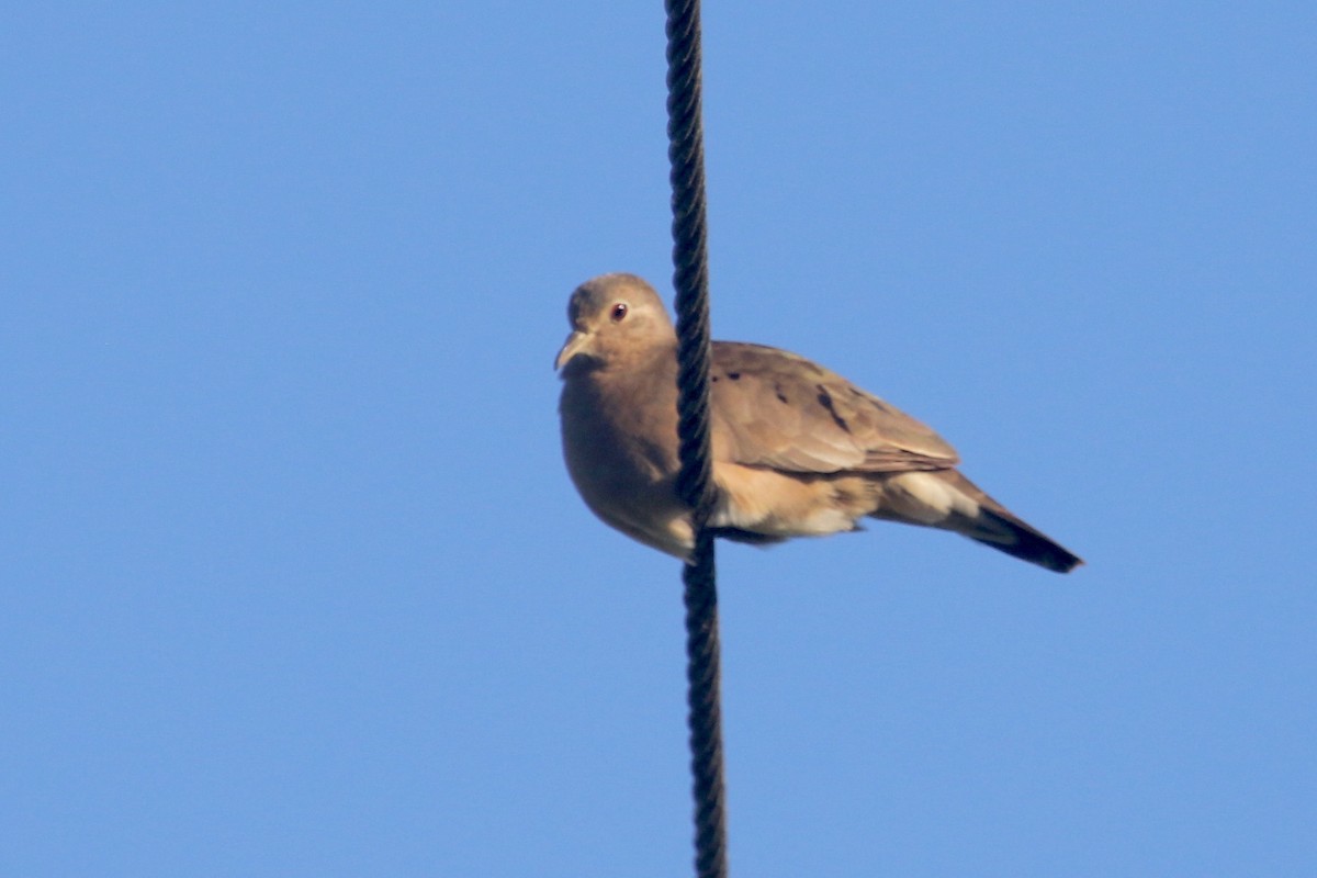 Plain-breasted Ground Dove - Gil Ewing