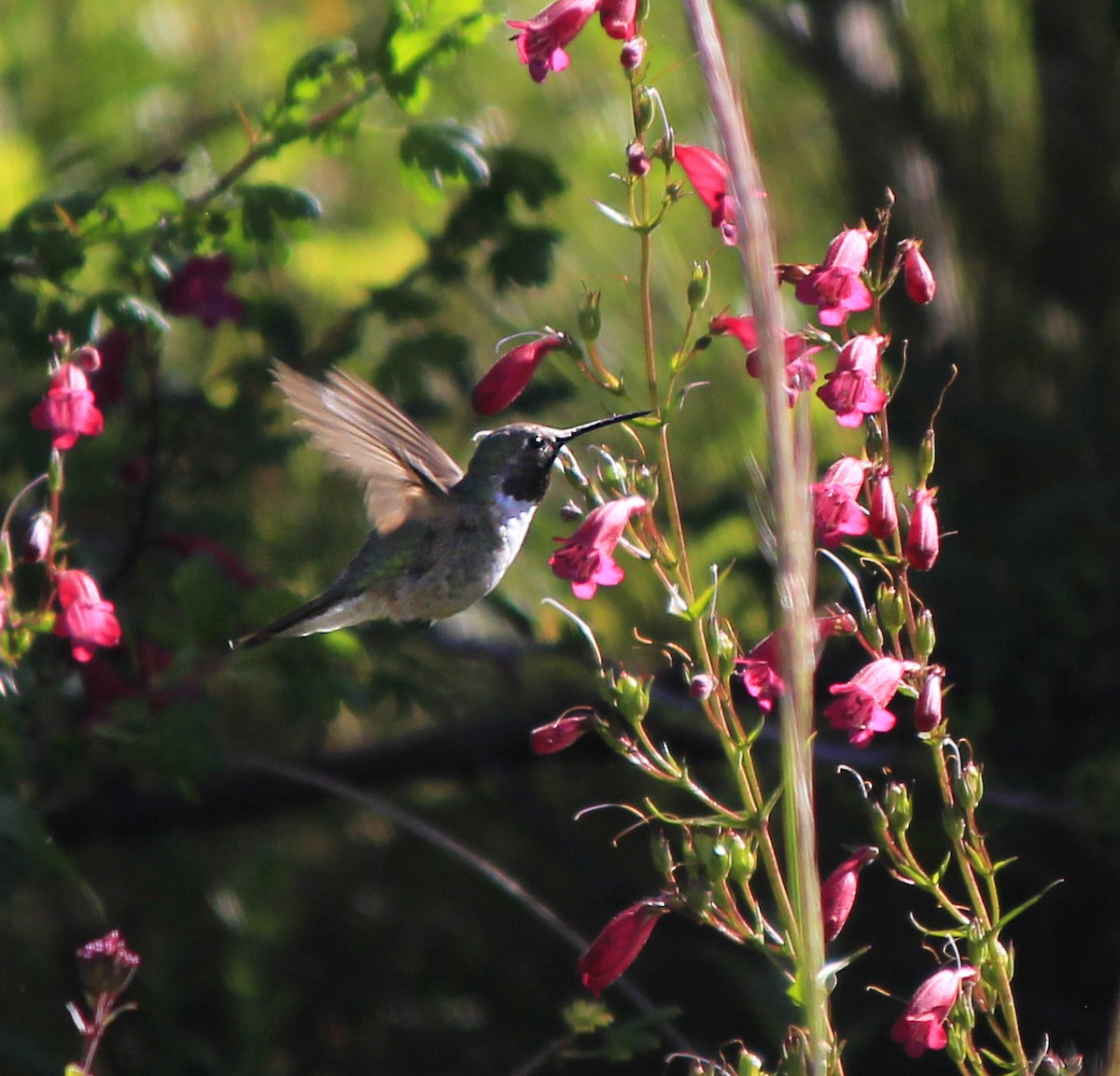 Broad-tailed Hummingbird - Jonathan  Juárez Aguilar