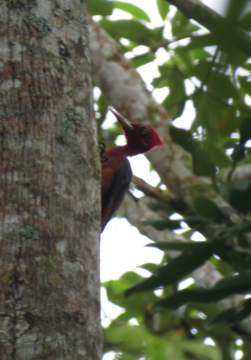 Red-necked Woodpecker - ML185832921