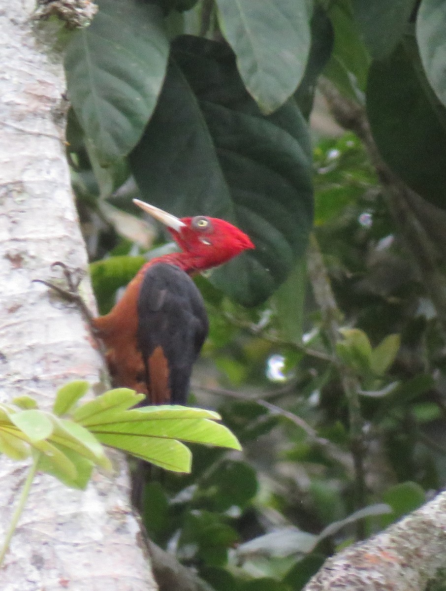 Red-necked Woodpecker - ML185832931