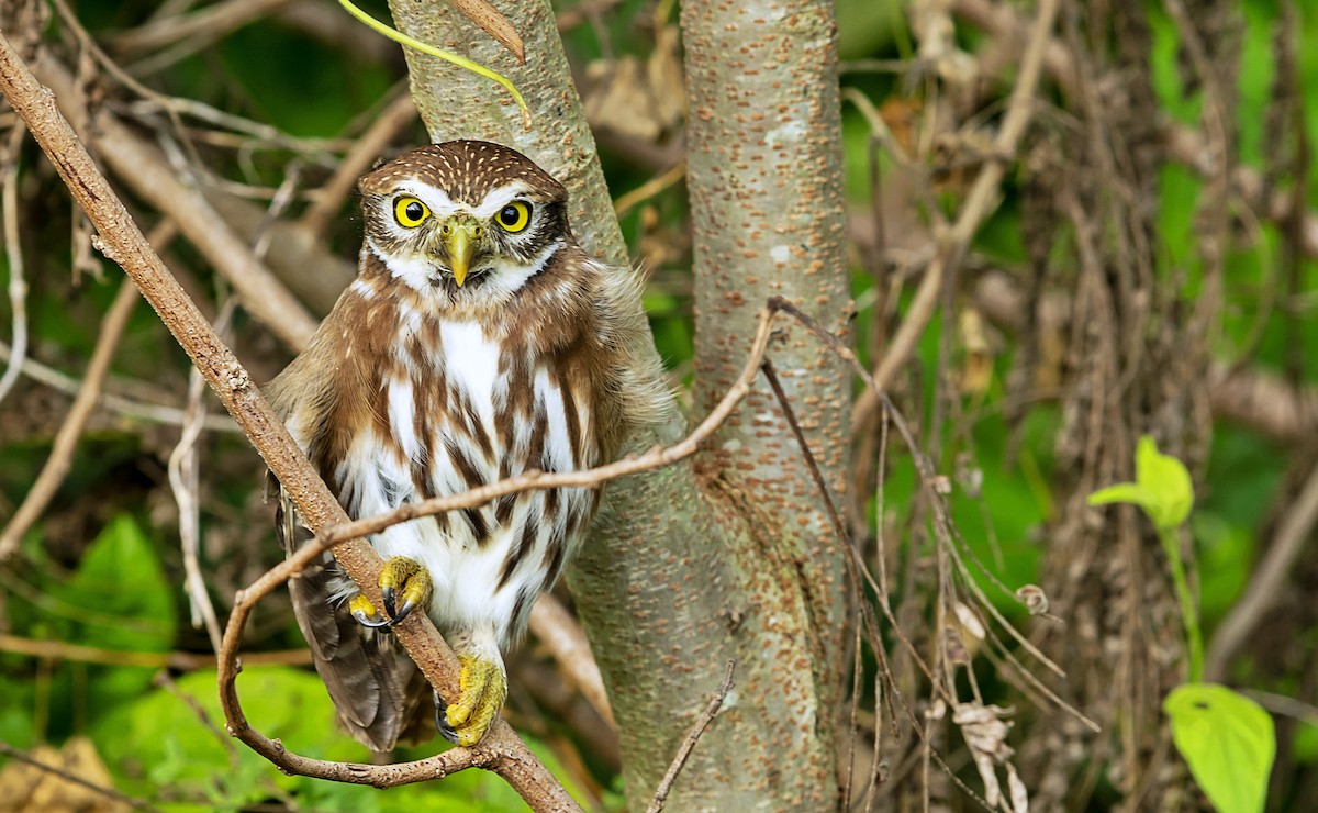 Ferruginous Pygmy-Owl (Ferruginous) - Rolando Tomas Pasos Pérez