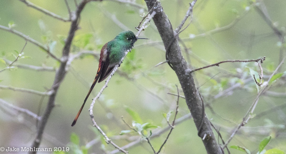 Red-tailed Comet - ML185840151