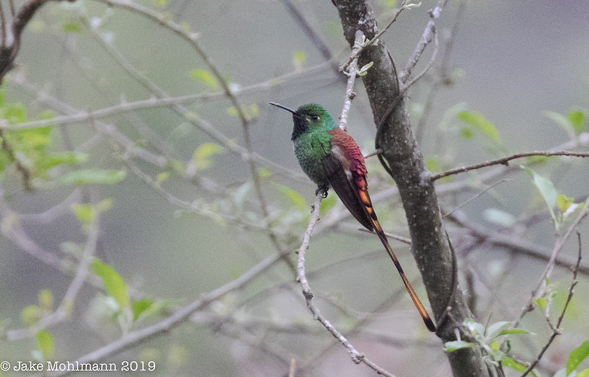 Red-tailed Comet - ML185840161