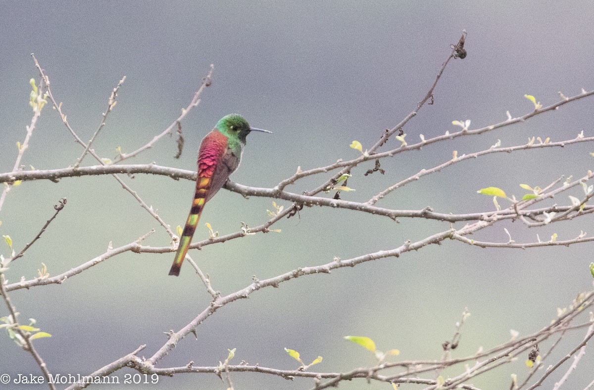 Red-tailed Comet - ML185840171
