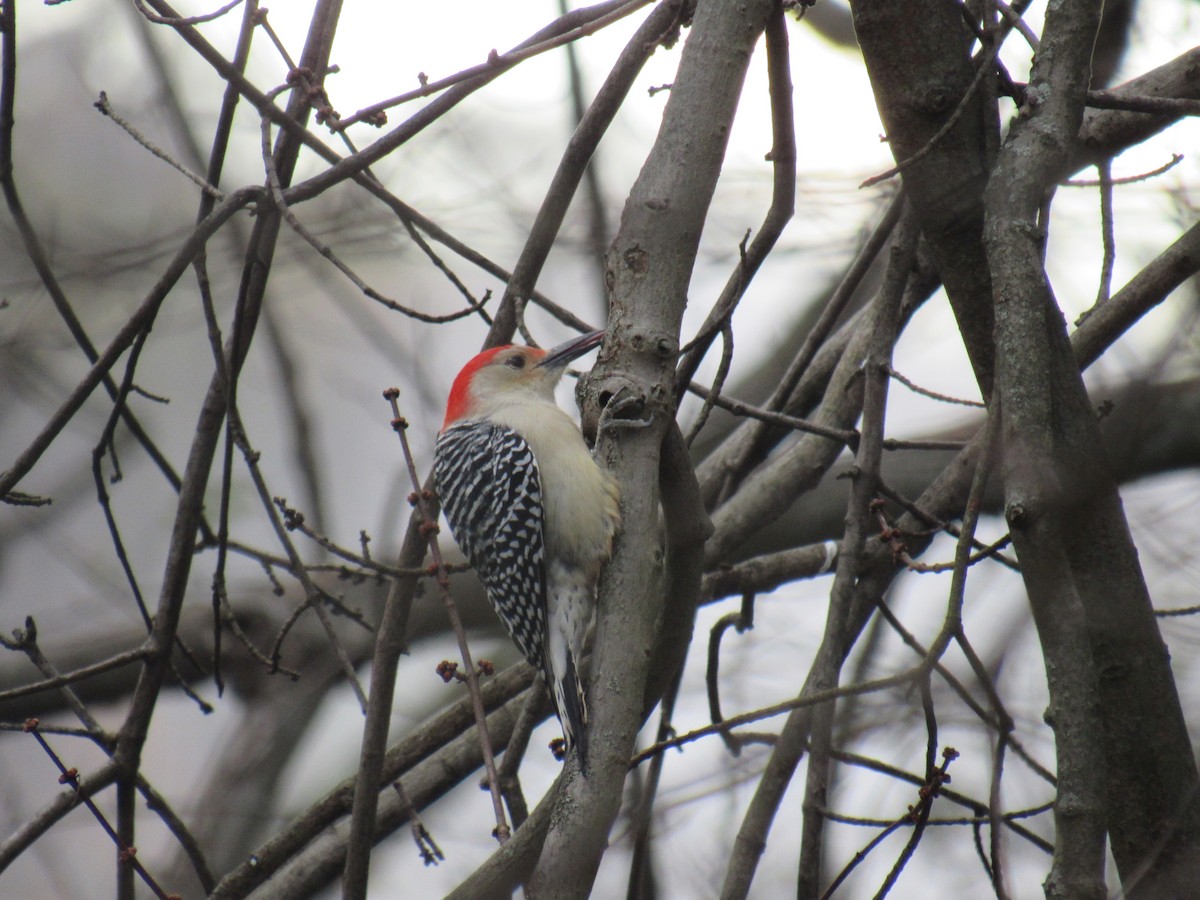 Red-bellied Woodpecker - John Coyle