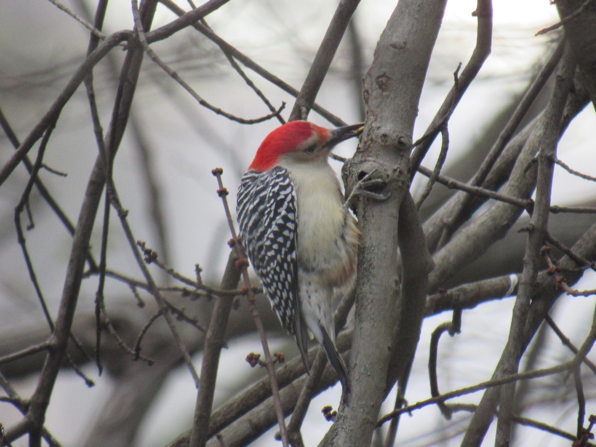 Red-bellied Woodpecker - ML185840811