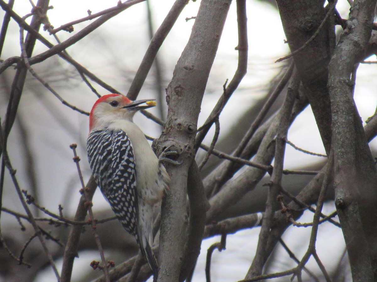 Red-bellied Woodpecker - ML185840831