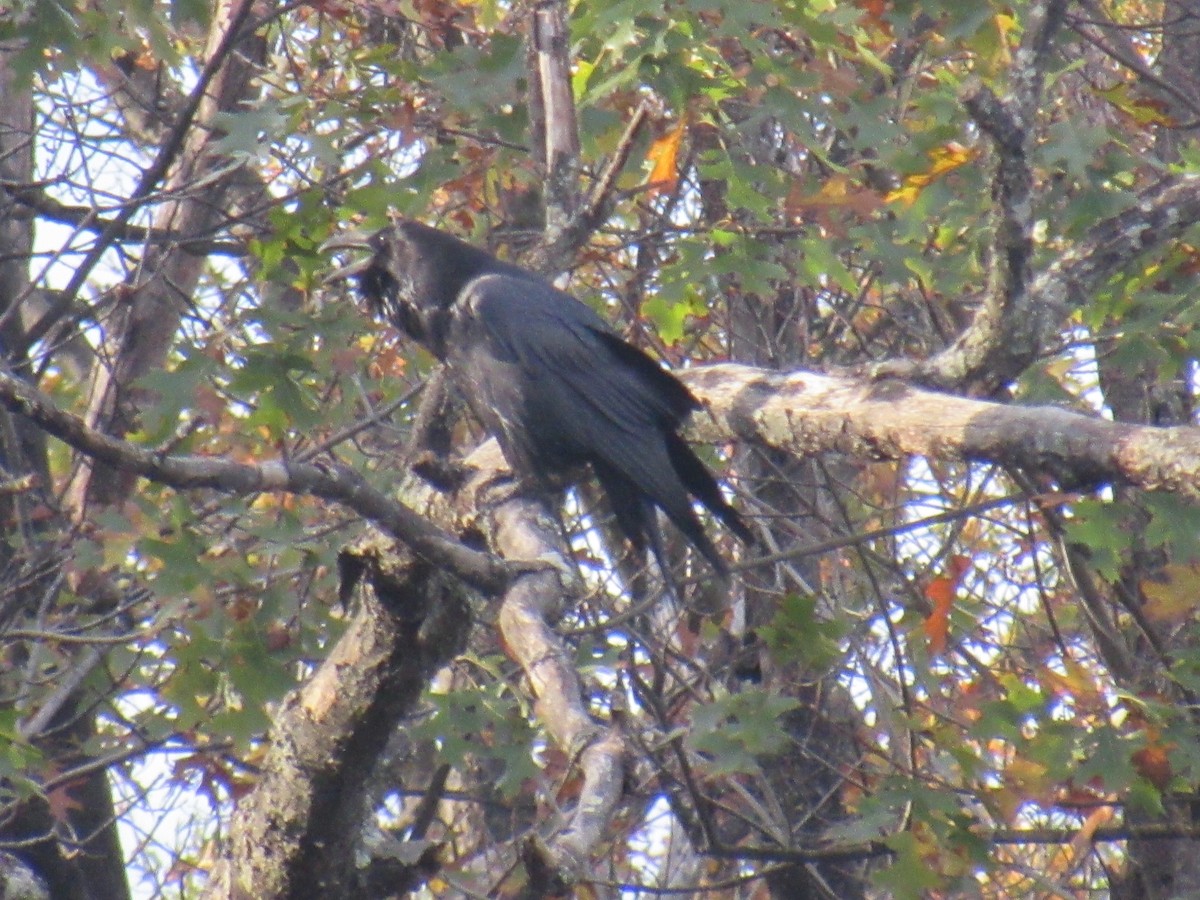 Common Raven - ML185840901