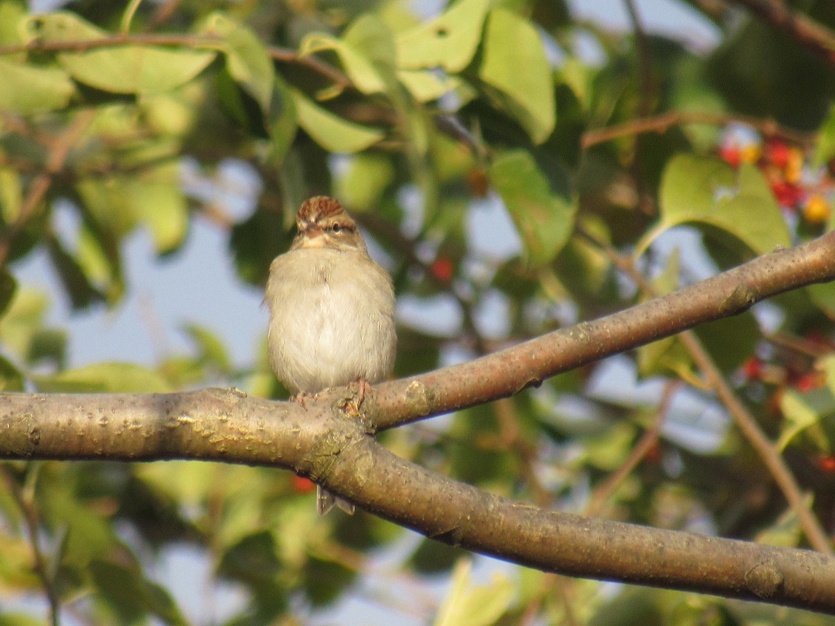 Chipping Sparrow - ML185841461