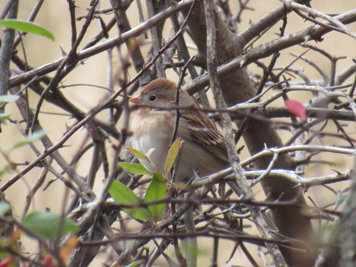 Field Sparrow - ML185841551