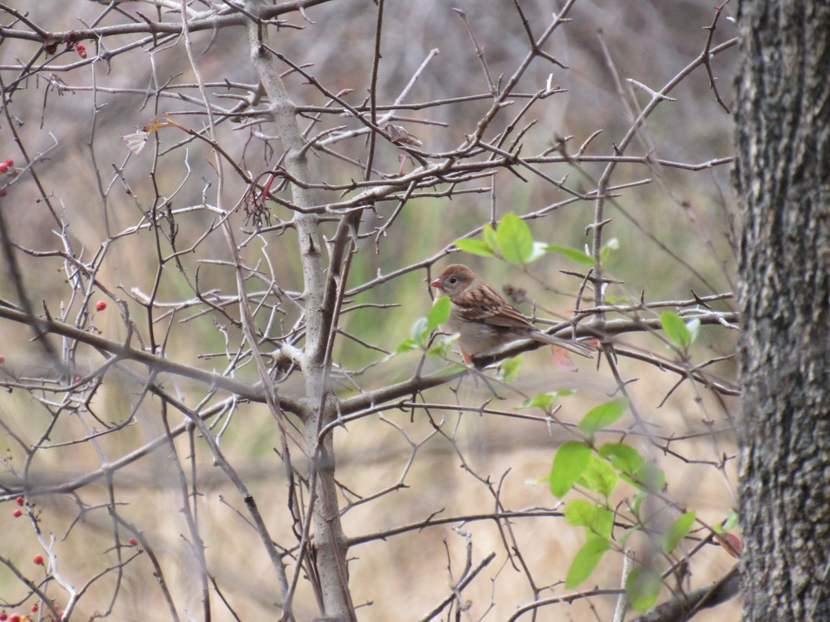 Field Sparrow - ML185841641