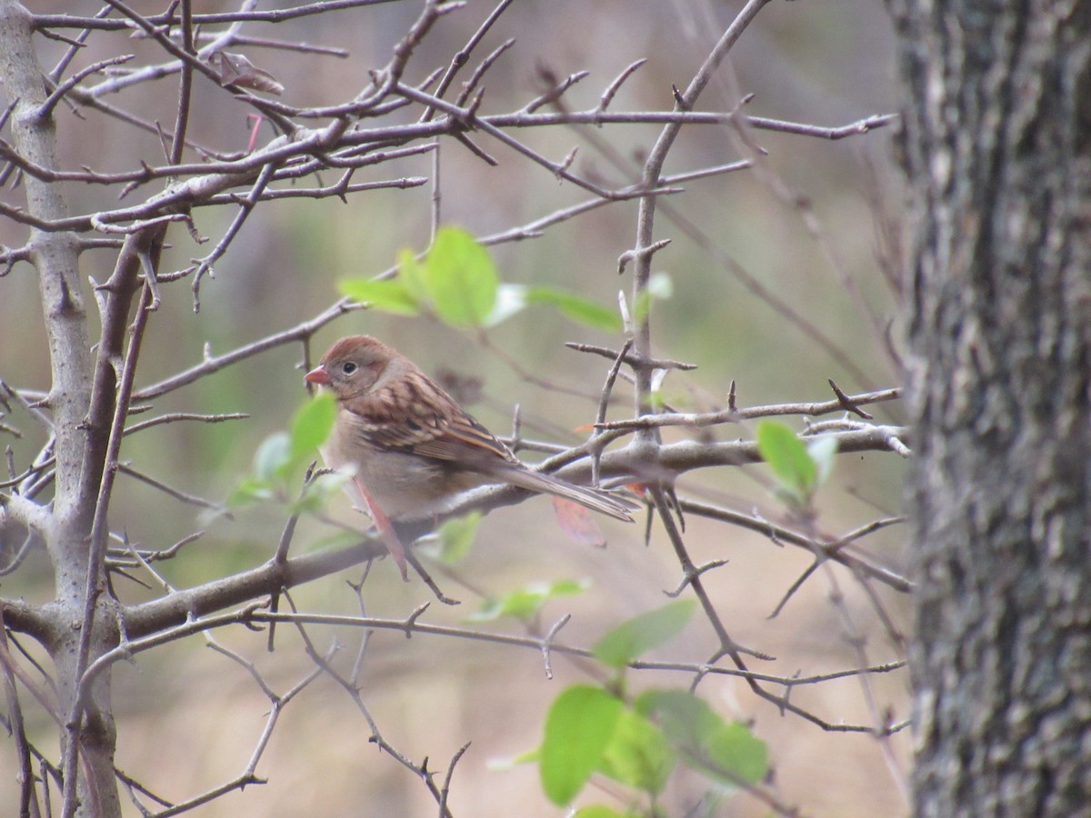 Field Sparrow - ML185841691