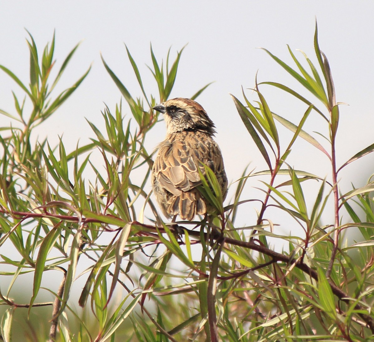 Striped Sparrow - ML185845111