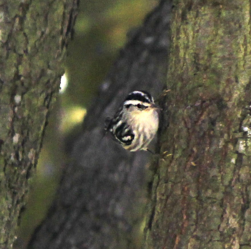 Black-and-white Warbler - ML185845781