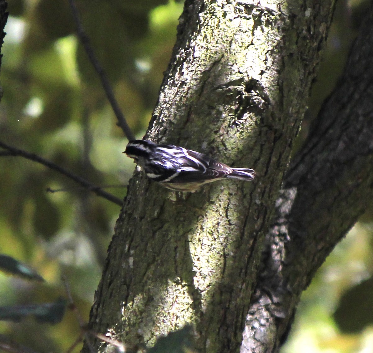 Black-and-white Warbler - ML185845821
